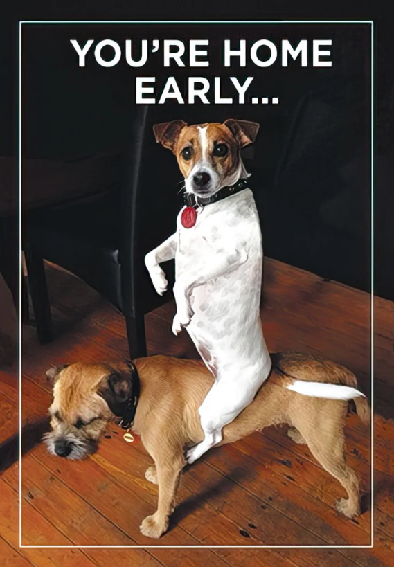 Pawsitively Caught | Funny Birthday Greeting Card