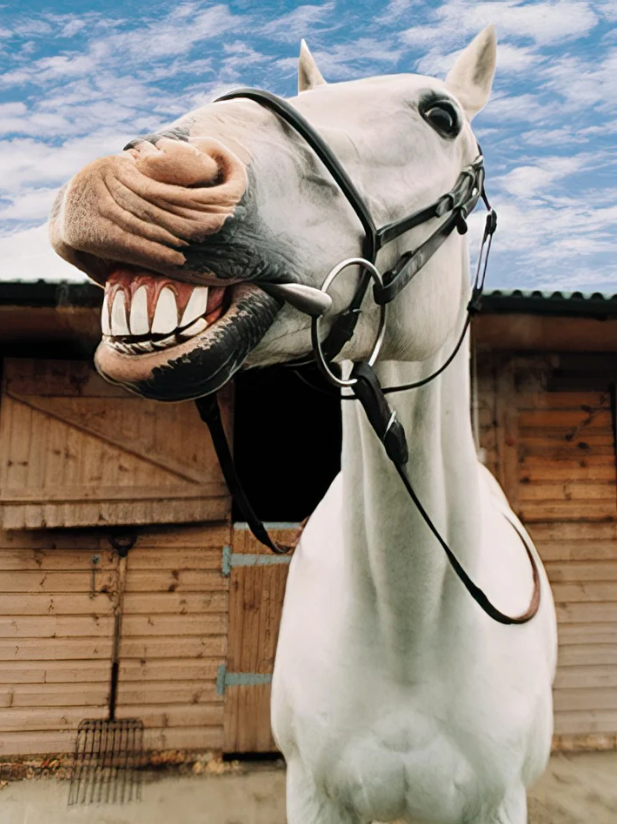 Horse Laughs | Funny Birthday Greeting Card