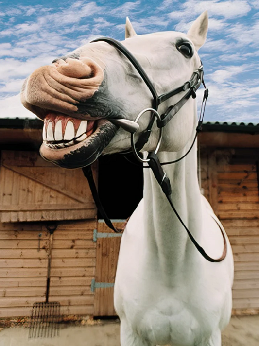 Horse Laughs | Funny Birthday Greeting Card